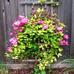 Meet your Posher, Ann